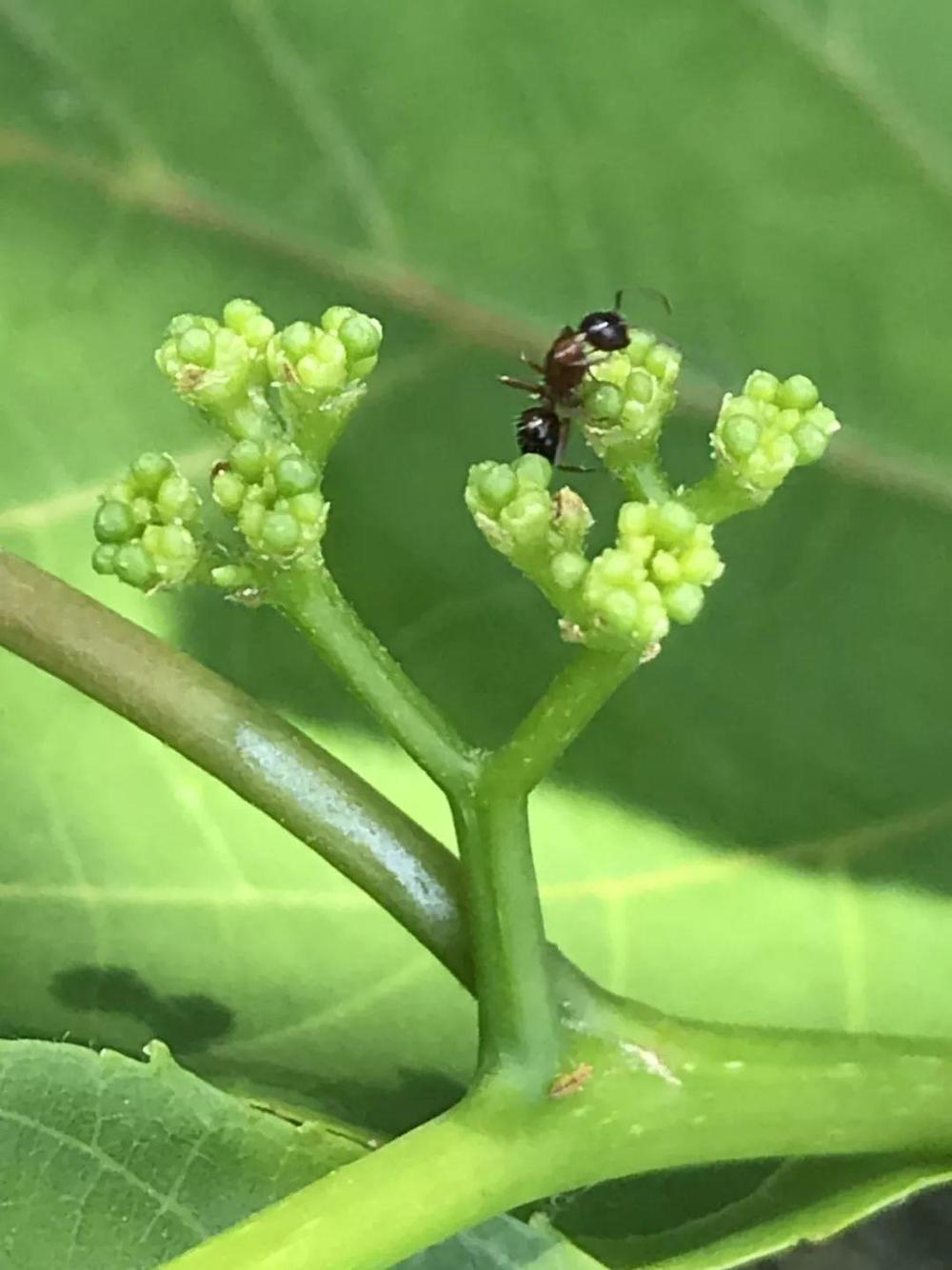 能被两任皇帝点赞,拐枣是个什么样的水果!_枣树