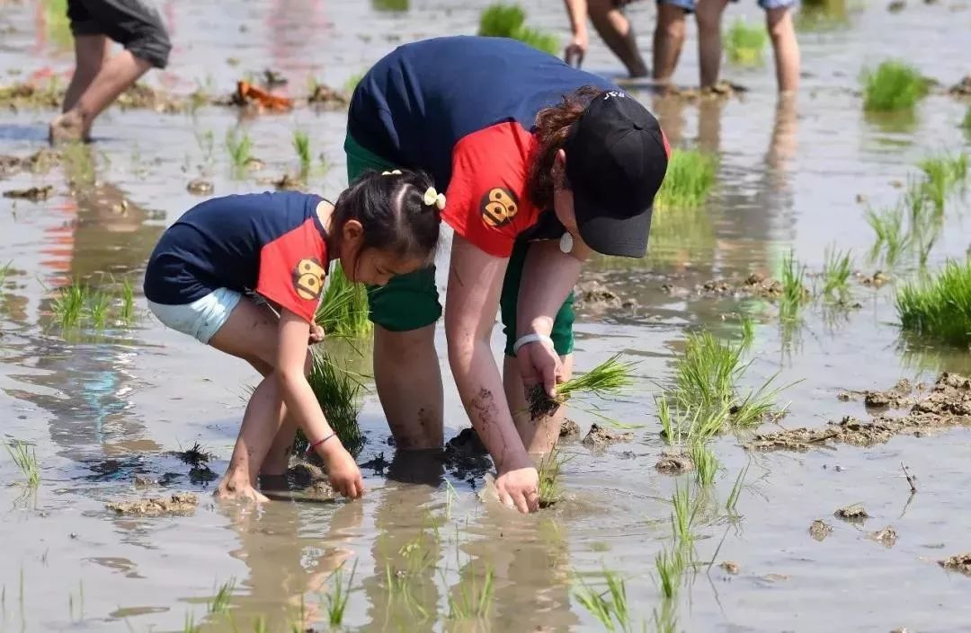 插秧体验