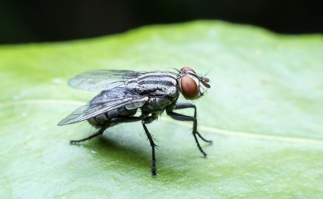 夏天到了,为什么苍蝇拍挥下时,苍蝇就逃走了