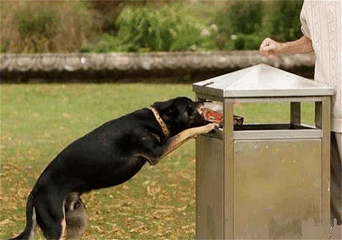 原创狗狗翻垃圾桶是一种坏习惯主人只要做好几件事狗狗就不再翻