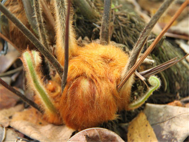 农村这个蕨类植物根部人称金毛狗脊别忽视它价值