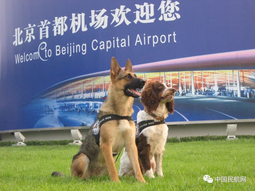 北京市警犬基地天狼图片