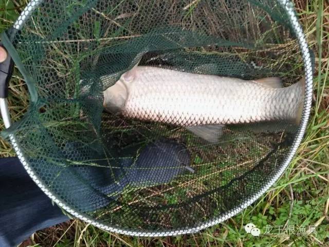 四个夏季钓大草的基本常识_草鱼
