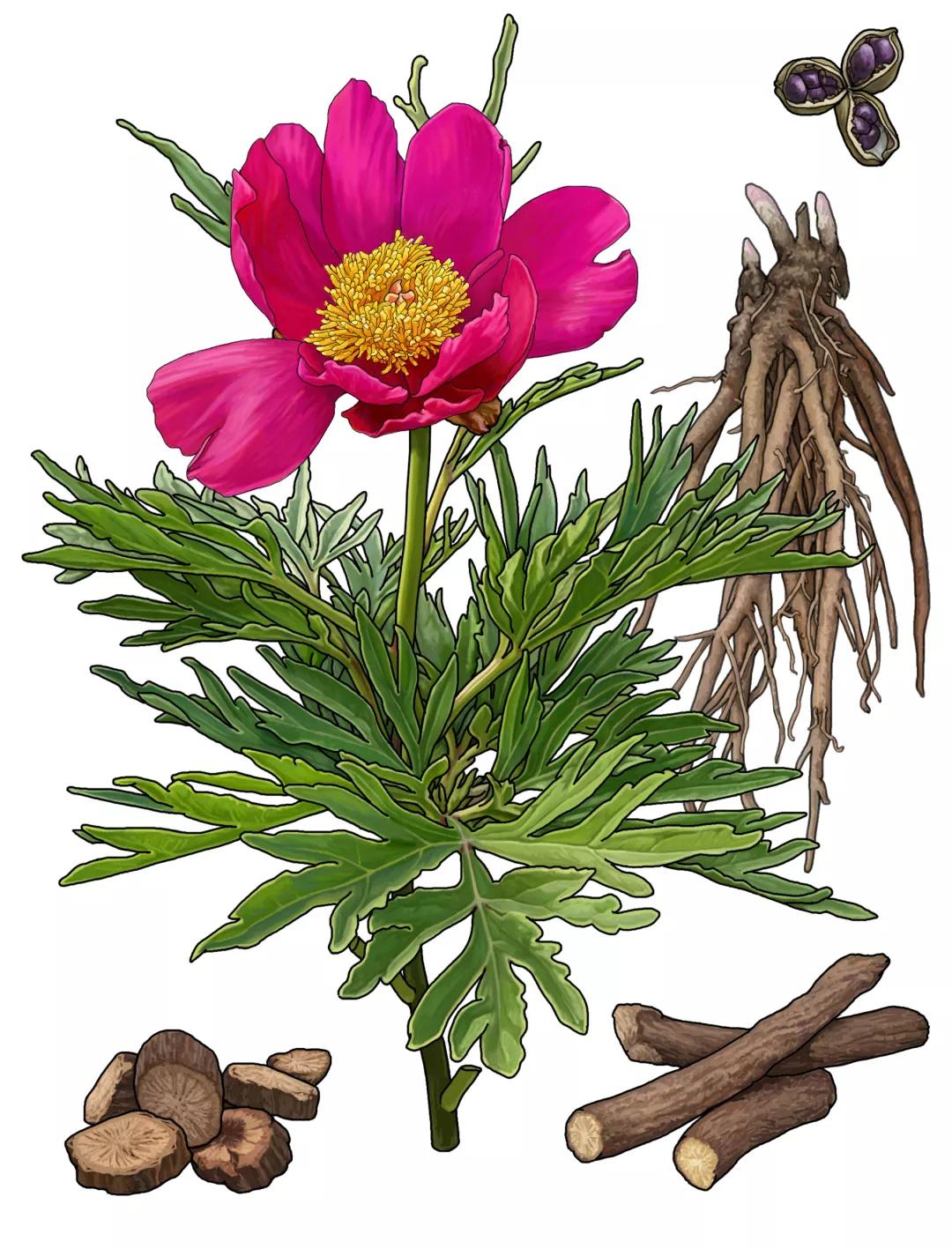 多数纵纹横皮孔,断面粉白或粉红;根呈圆柱多棕褐,表面粗松易脱落;赤芍