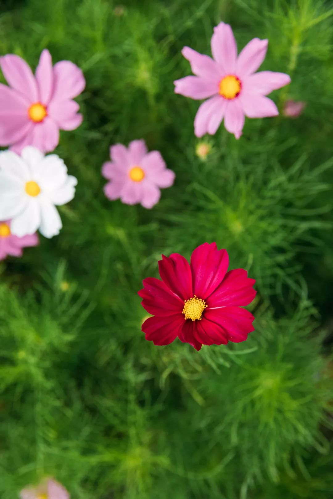 30000㎡橙色花海,10w朵硫華菊綻放最美生命力