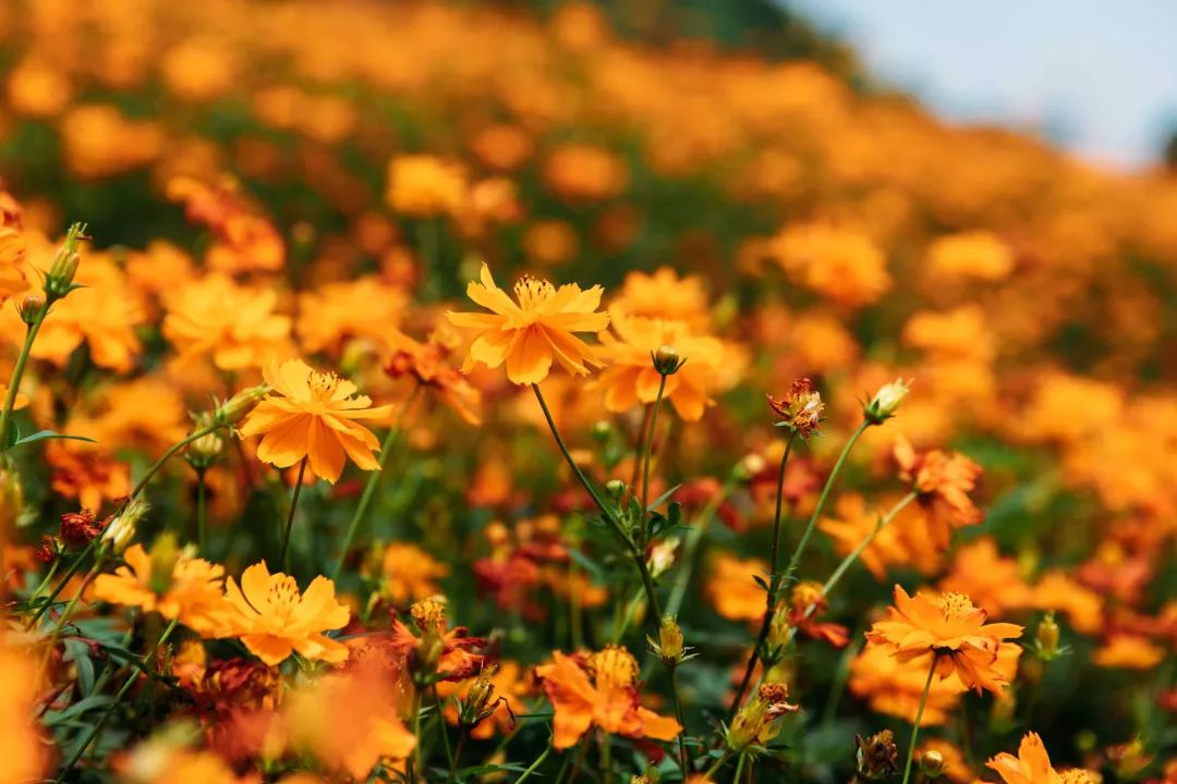 30000㎡橙色花海,10w朵硫华菊绽放最美生命力