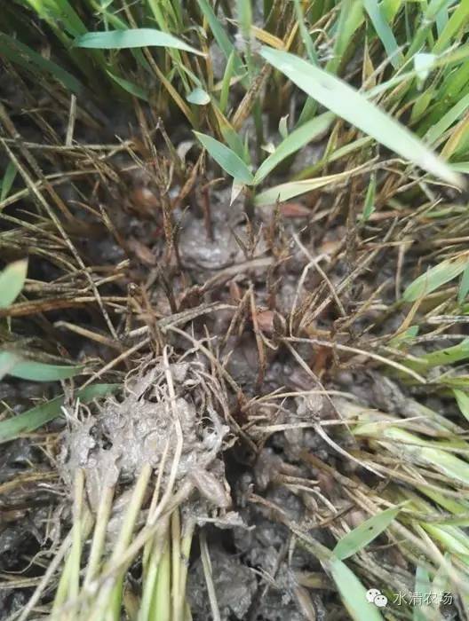 水稻秧田后期管理暨秧田问题汇总