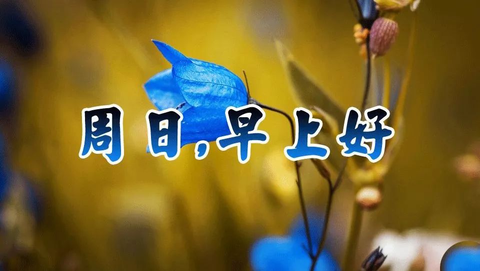 周日你好,周日早安!