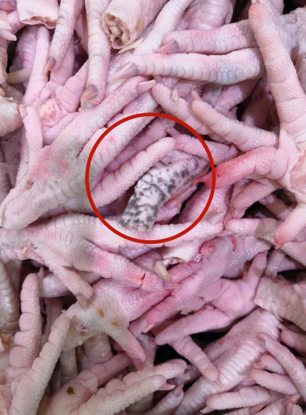 超市售卖变质霉变的冻鸡爪 顾客看后很反感_食品