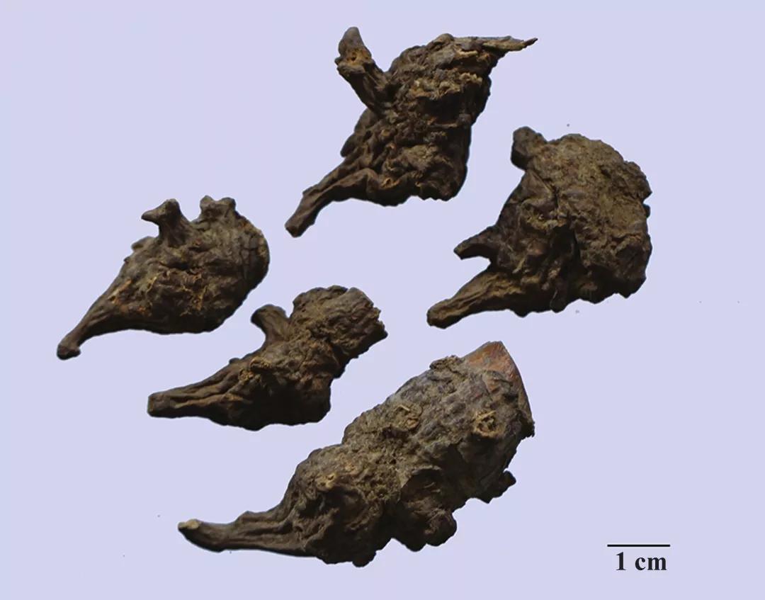 草乌状似乌鸦头,外表灰褐呈钉角