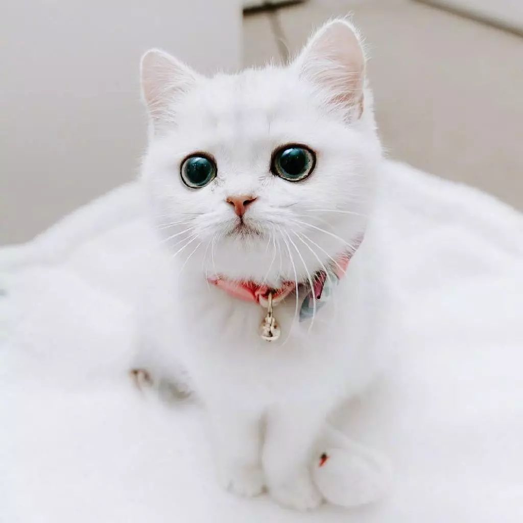 自带眼线的小白猫peral这么可爱的小眼神谁顶得住啊67676767