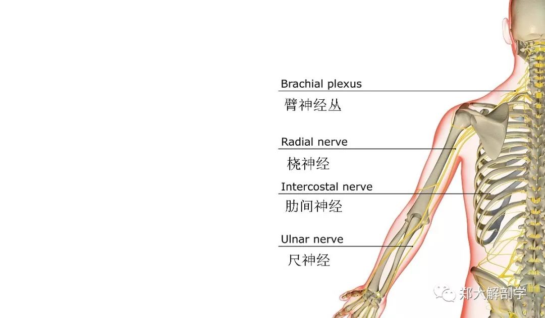 腕部桡神经解剖图谱图片