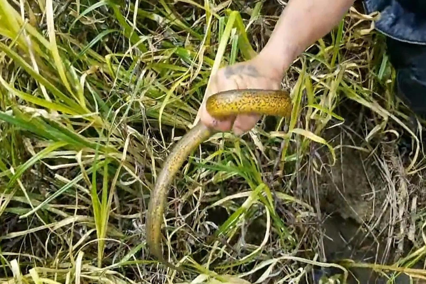 小哥扒在河边钓鳝鱼没过几分钟就拉出一条大鳝鱼好厉害啊