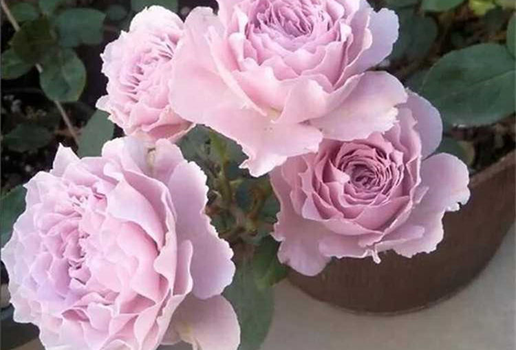 蜻蜓月季浪漫优雅波浪边花瓣浓郁的香气紫色系里的优越品种