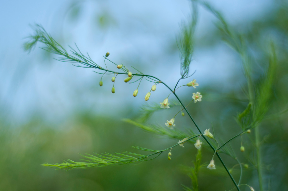图虫静物摄影:芦笋