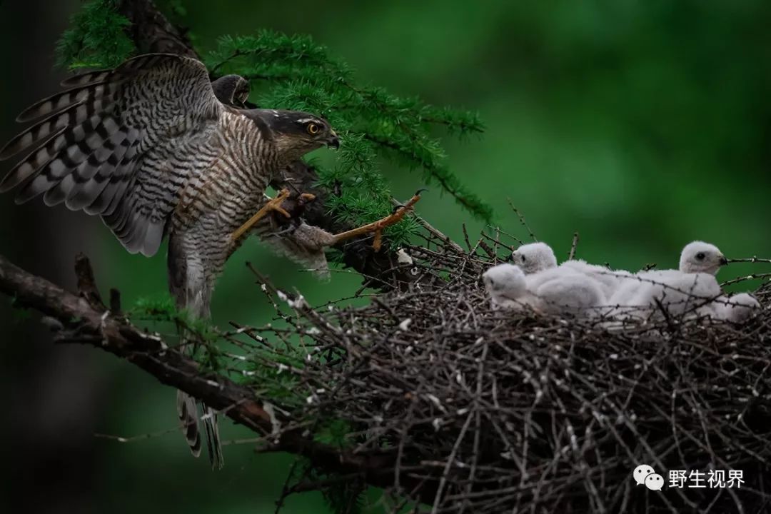 在妈妈温暖的怀抱里此窝雀鹰繁育了五只宝宝在中国,繁殖于东北各省及