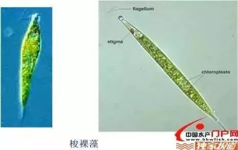 浅谈水质富营养化和底改调水