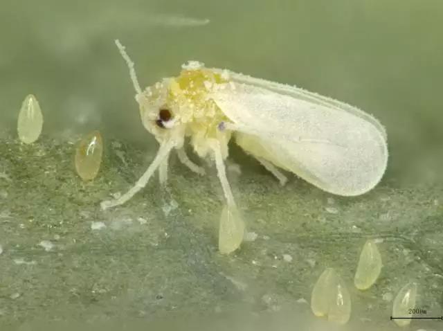 原创大棚蔬菜烟粉虱如何防治重点把好3关严防烟粉虱暴发成灾