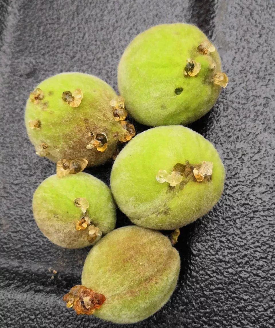 桃果表面流胶是咋回事