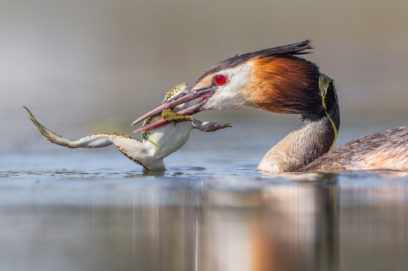 西班牙小青蛙打盹被瞄准当午餐上演垂死挣扎
