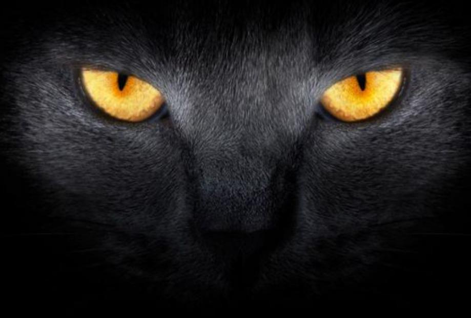 猫的眼睛在夜晚会发光它真的能看到人类看不到的东西