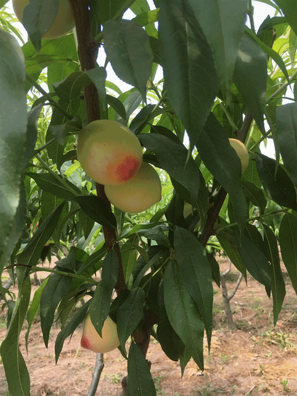 又红又大的桃子已经成熟娇艳的桃子挂满枝头好似一张张笑脸,看起来