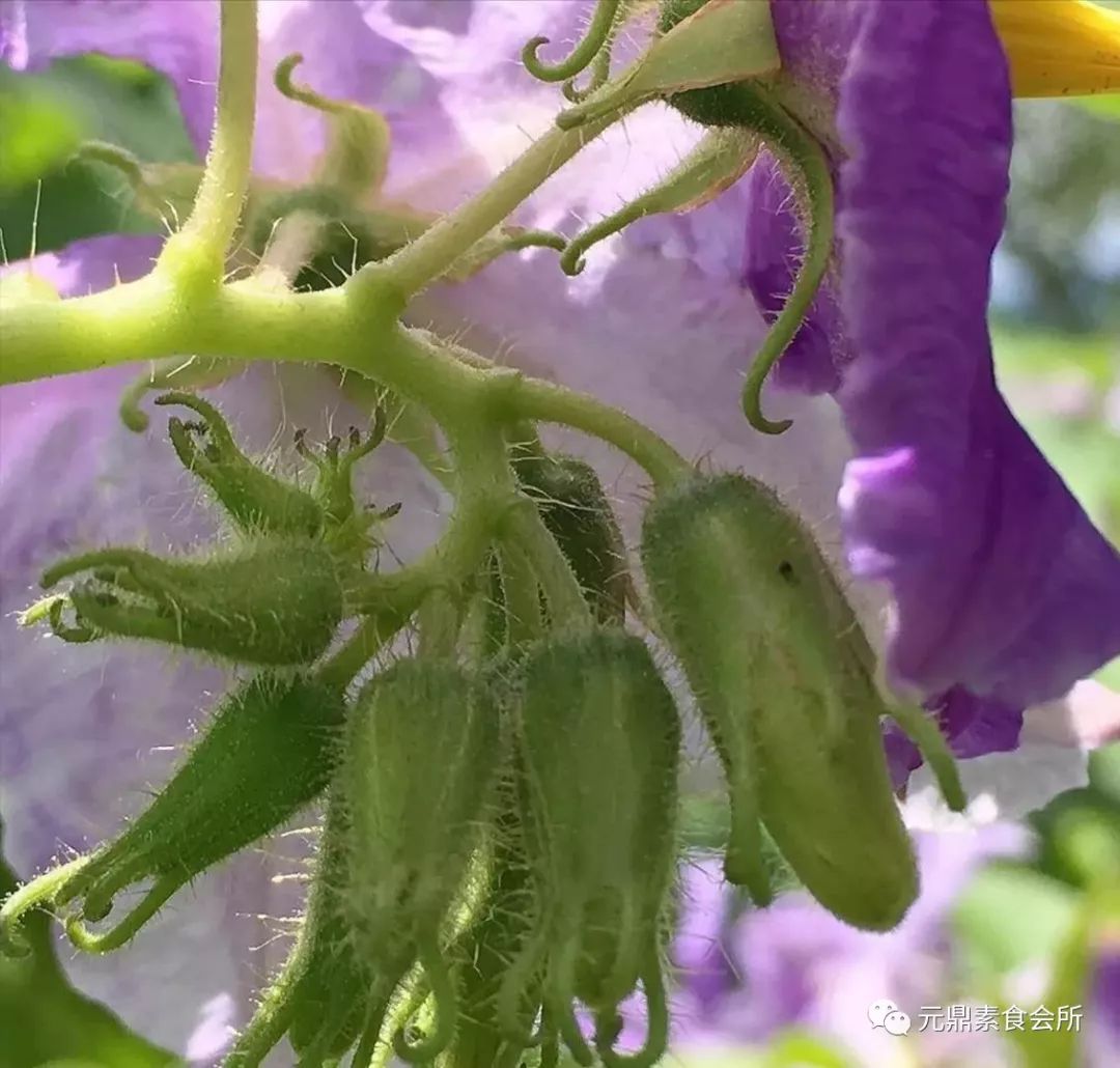 桑葚醬豆松圓子大花茄花與石