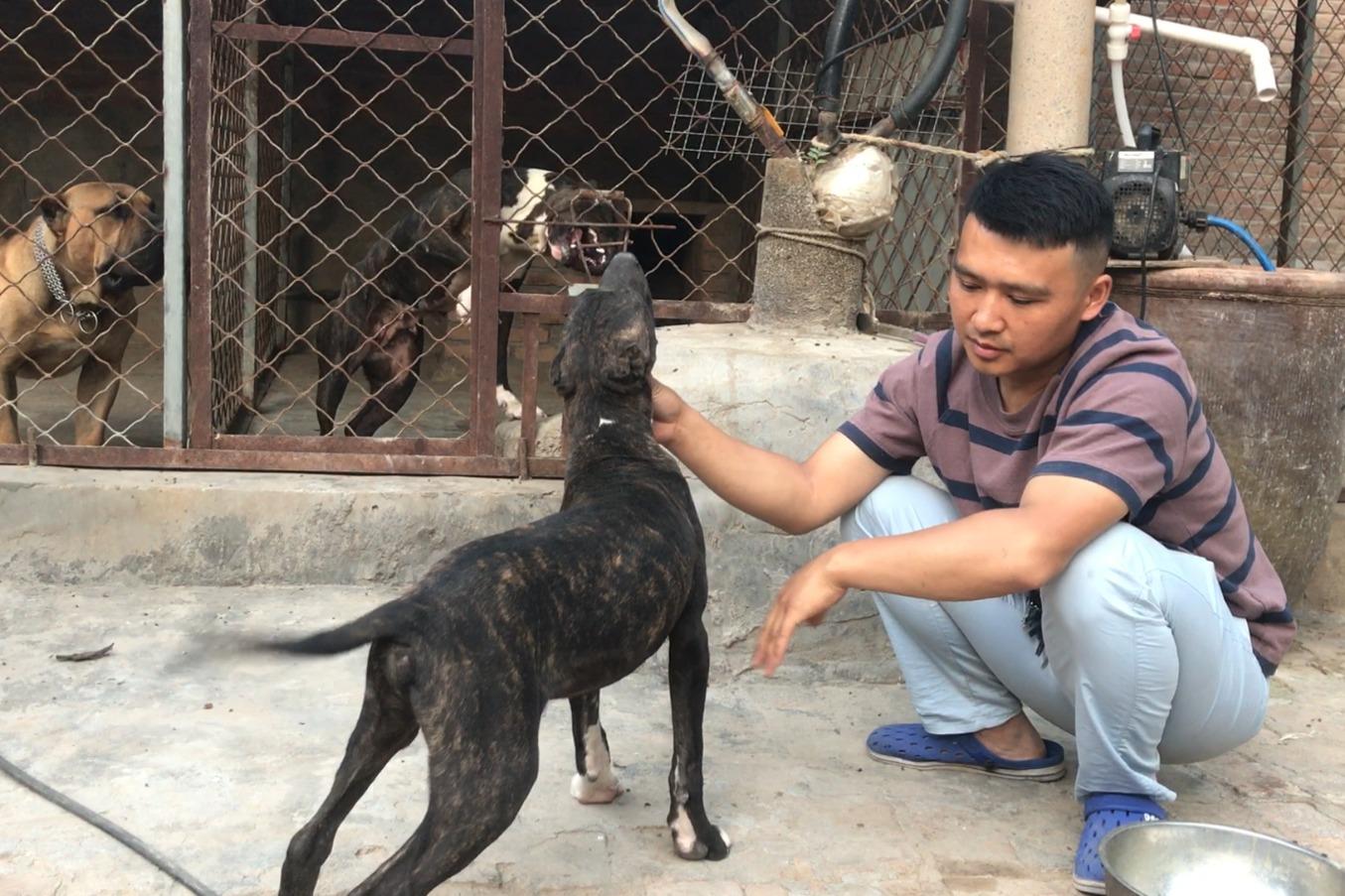 農村小夥養殖西班牙獵犬幼犬食量驚人你見過這種犬嗎