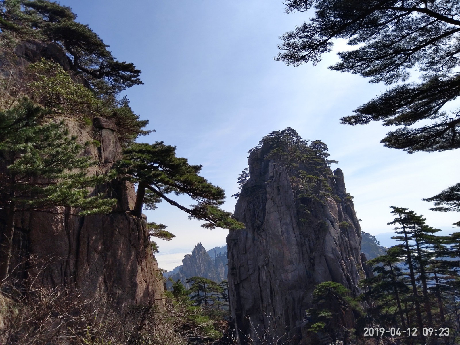 黄山延绵数百里,千峰万壑,处处都有黄山松的身影