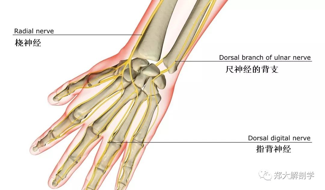 腕部桡神经解剖图谱图片