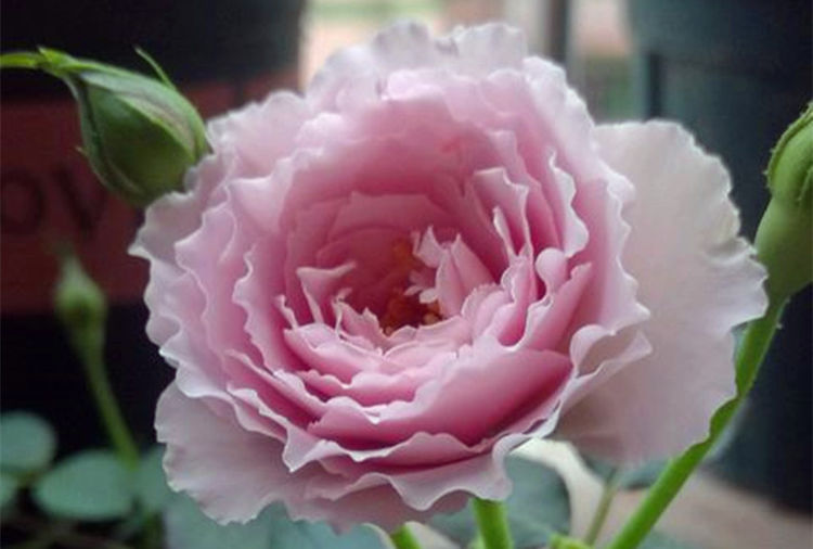 蜻蜓月季浪漫优雅波浪边花瓣浓郁的香气紫色系里的优越品种