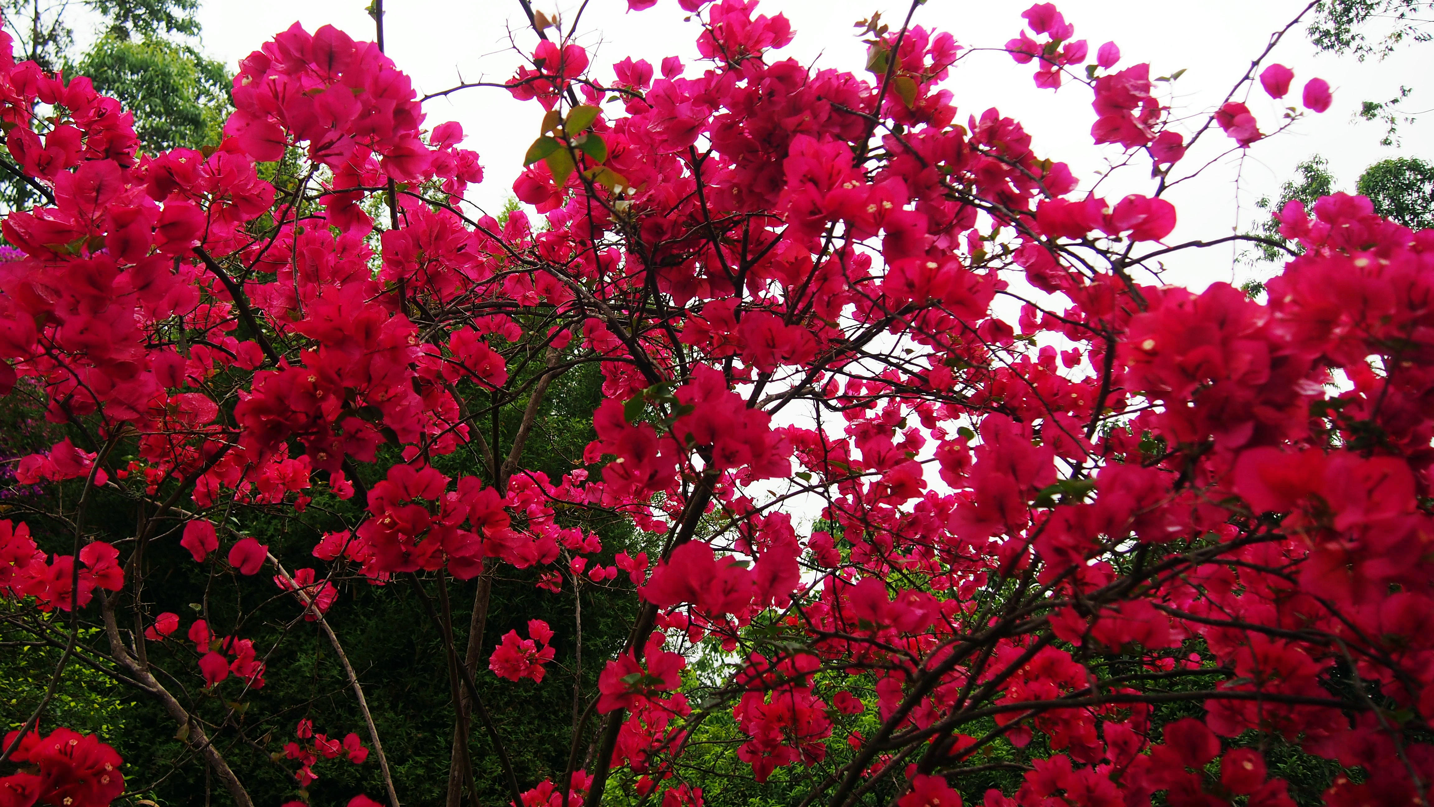 行走的风景—缤纷三角梅,点缀"百花兴义"城1