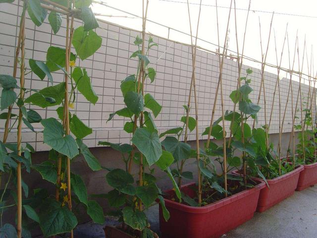阳台种黄瓜,10天浇一次这个"肥水",开花爬藤快,节节都有瓜_盆栽