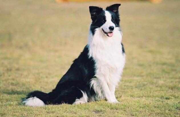 边牧的个性和健康问题_牧犬