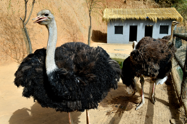 六一亲子欢乐之约开启华北奕丰生态园清凉盛夏