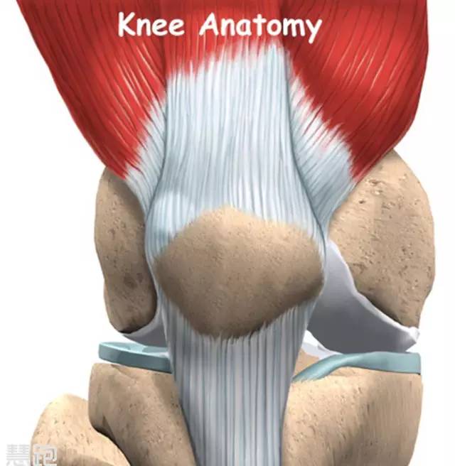 膝關節,人體內很複雜的一個關節,它由脛骨,股骨和髕骨3個部分所組成