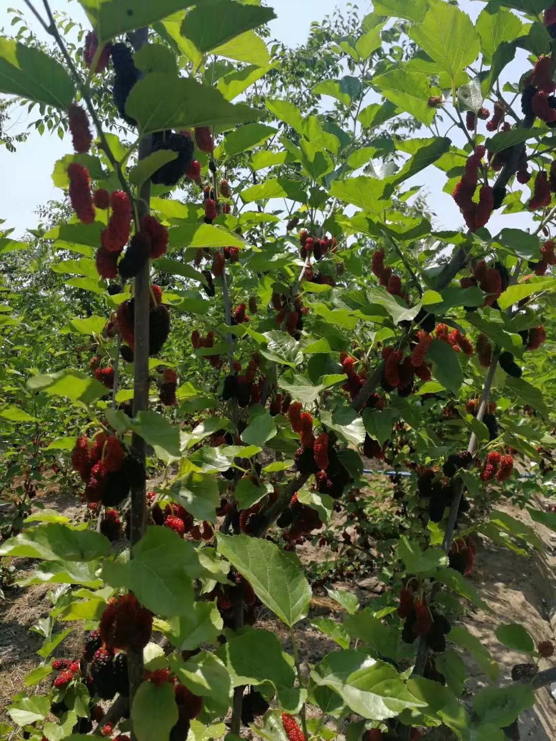 秋天的莲子, 冬天的馒头 ······ 小编觉得桑枣的味道最让人难忘