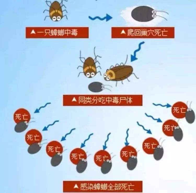 蟑螂在中国的分布图图片