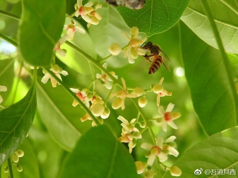 图片来自花友吾道其西的微博据说大叶桃花心木和非洲楝的果实都不小
