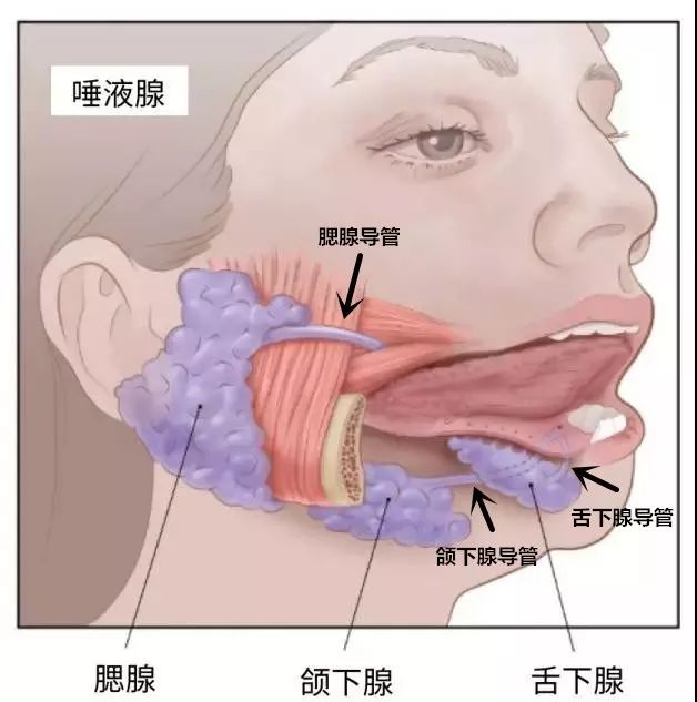 多发生在下颌下腺,其次是腮腺,偶见于小涎腺,舌下腺很少见