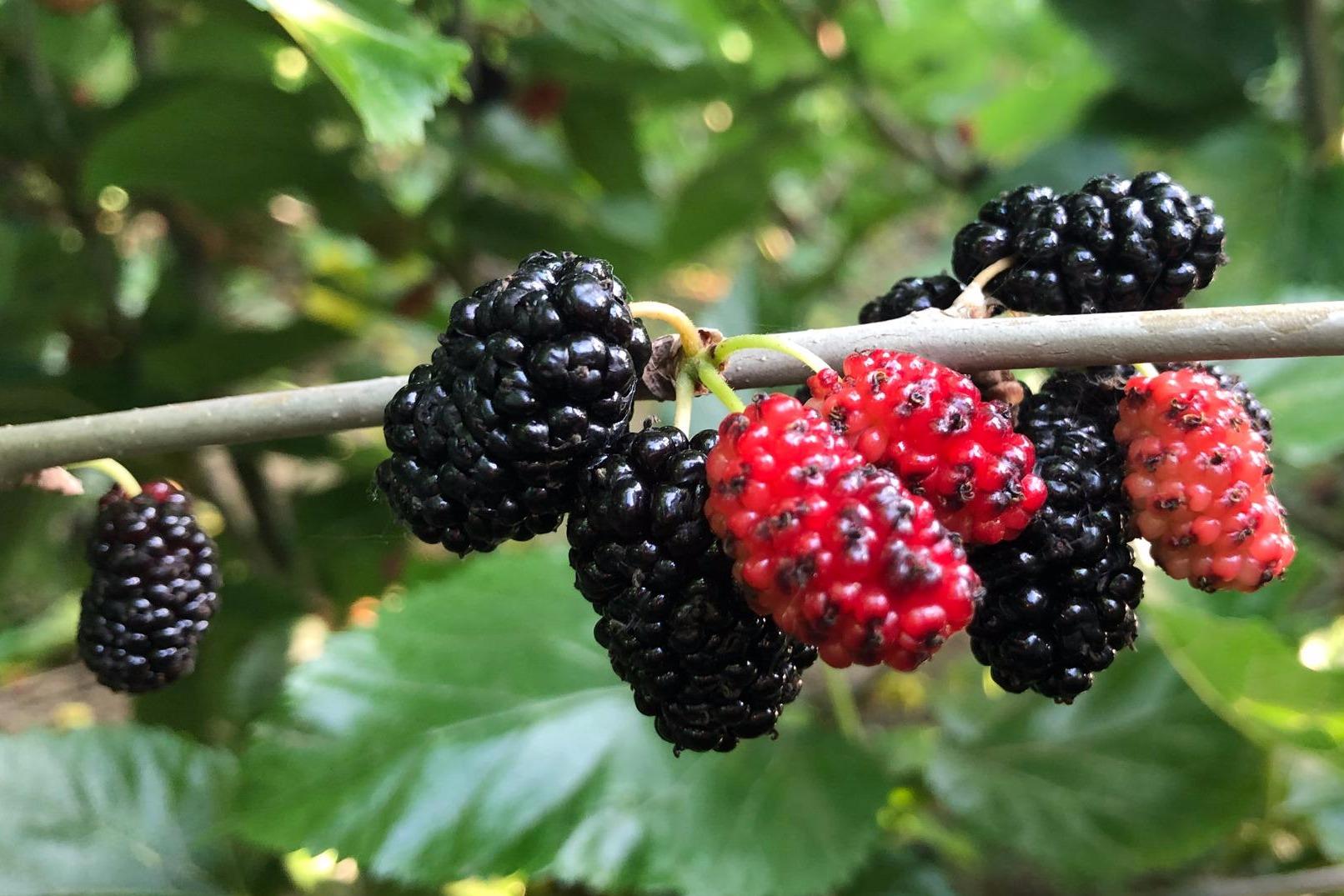 别再用清水洗桑葚了在水里加上这2样桑葚才能彻底洗干净