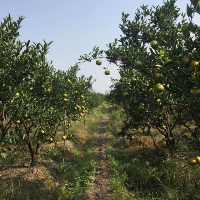 瓯海区瓯柑产业现状与出路