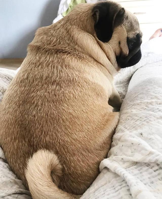 外表愁容满面内心热情如火这就是巴哥犬专属的反差萌