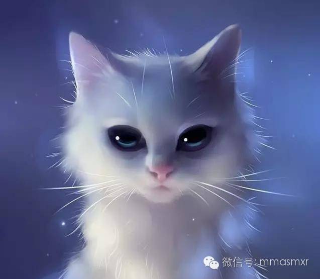 可爱的猫咪精灵