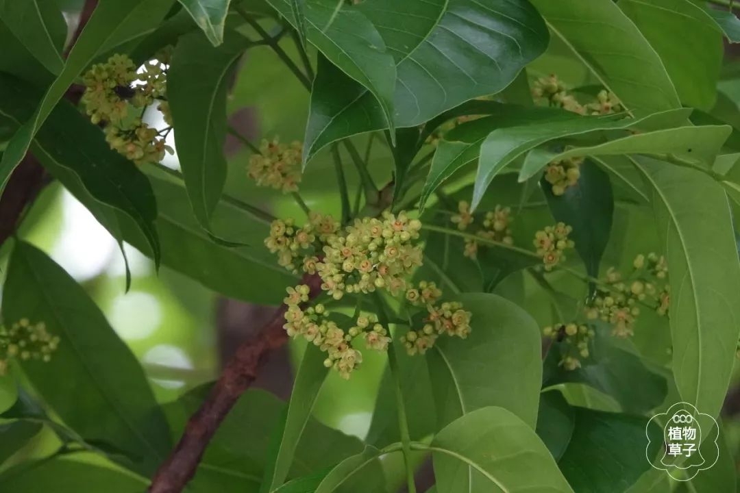 大自然】第107期:大叶桃花心木 | 高大而芳香_雄蕊