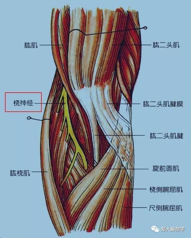 腕关节神经肌腱解剖图图片