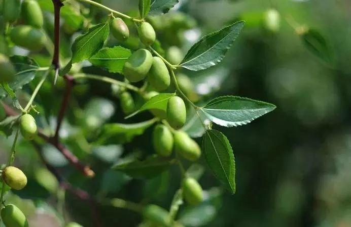 拐枣的"之"字形小枝和基生三出脉(注意图中标红的三条叶脉)再观察叶子