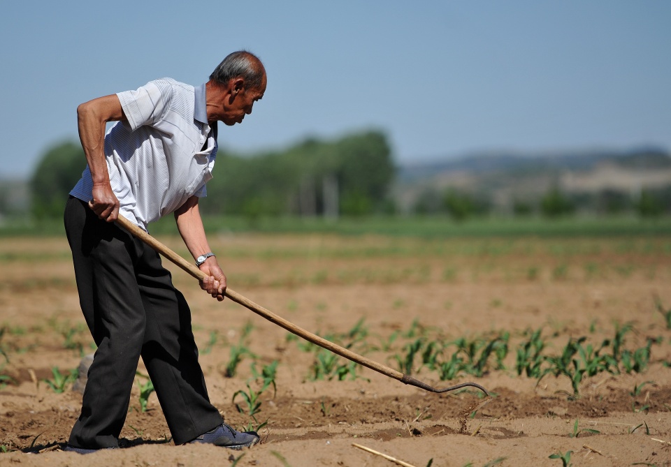 庄稼有救了548毫米平均降雨镐头刨下去见不着干土