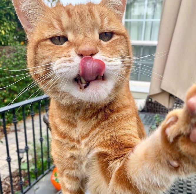 大橘实力演绎早起傻一天主人论你为何永远睡不醒