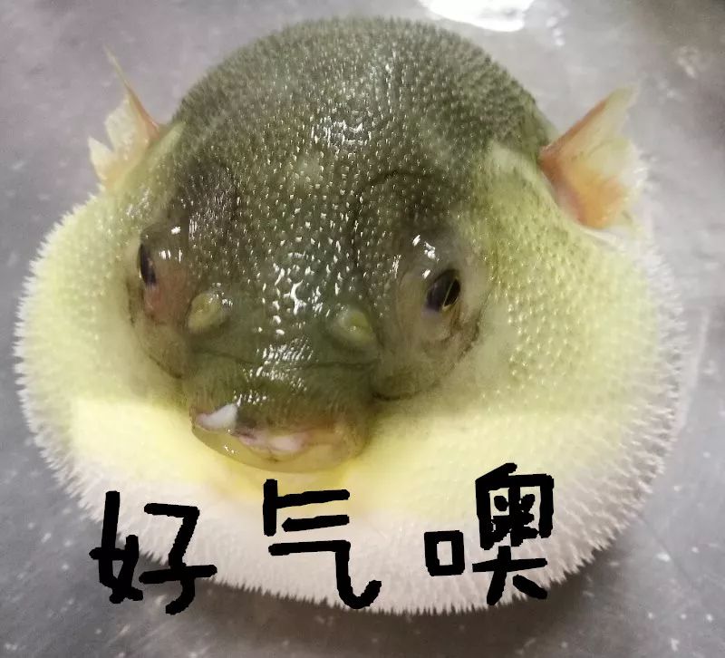生气了就变得气鼓鼓